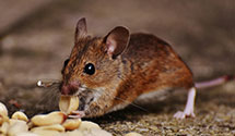 24 Hour & Emergency Exterminators in Santa Fe Spgs, CA